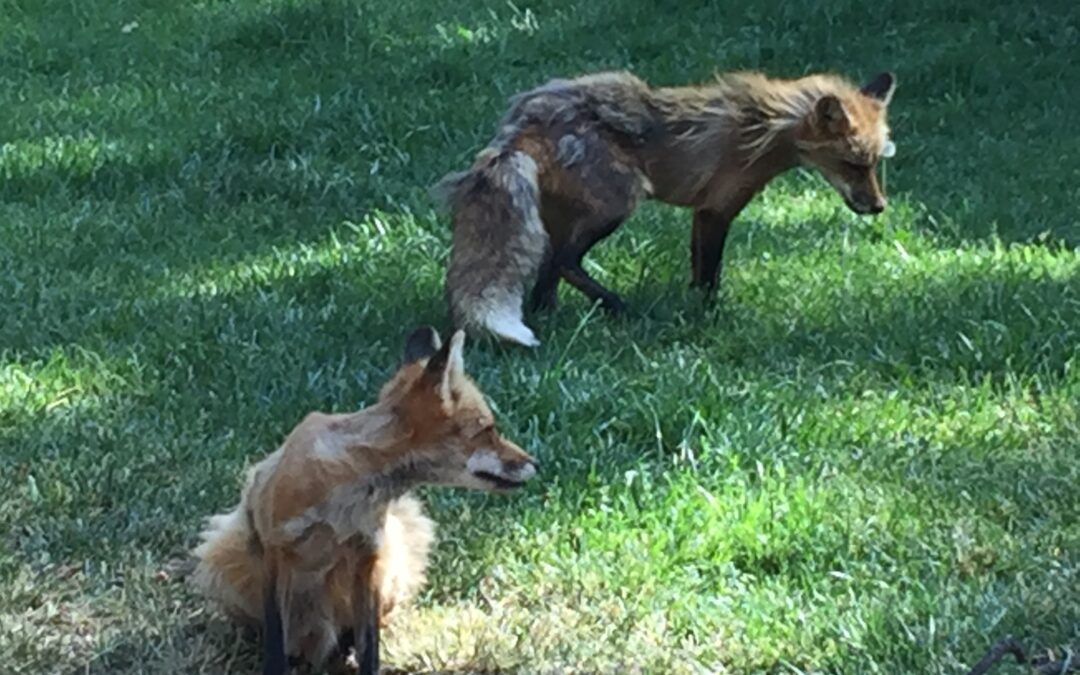 bearizona foxes