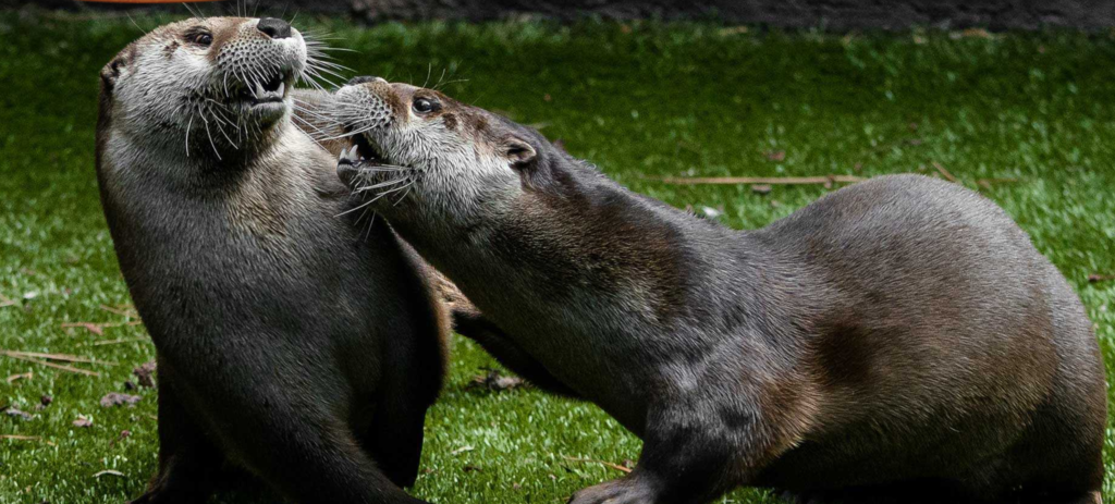 bearizona otters