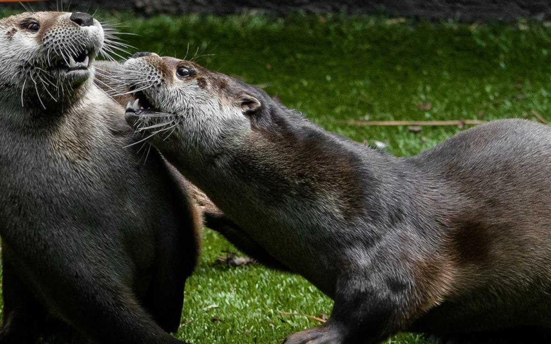 bearizona otters
