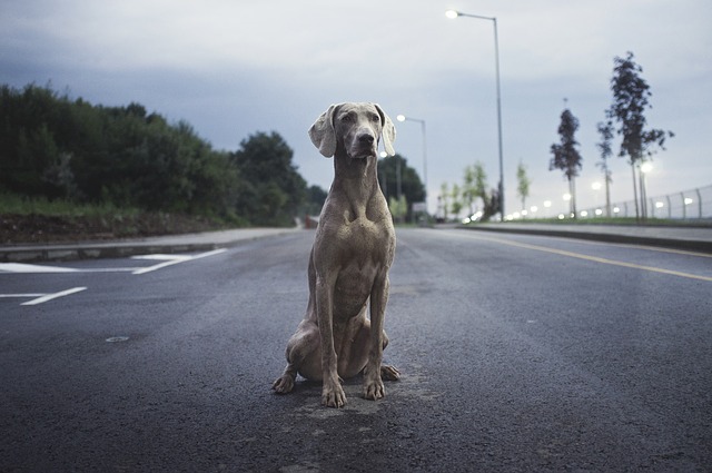 Stopping for Animals on Roads and Freeways is Dangerous for All Concerned